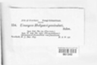 Image Associated With the Occurence